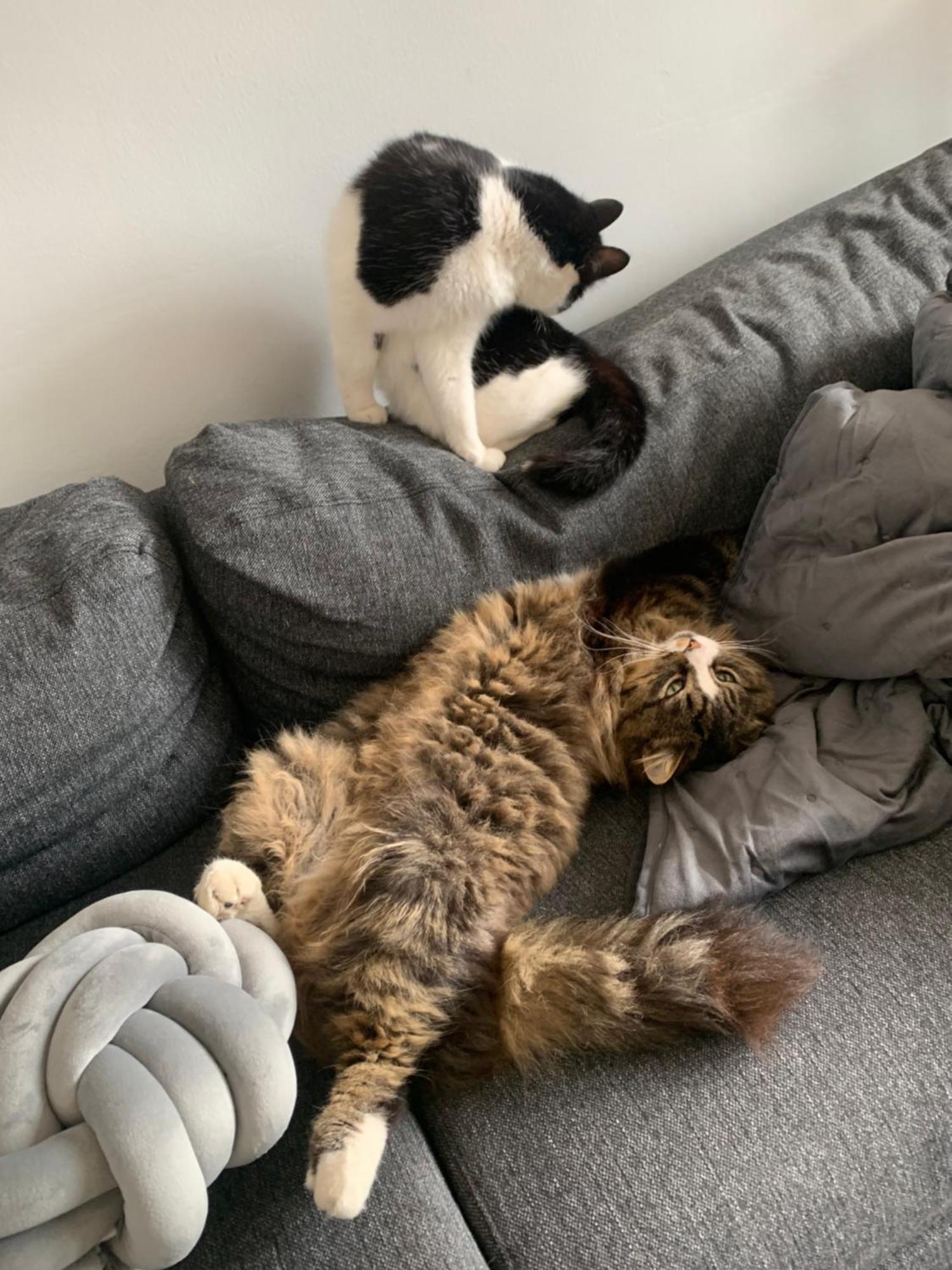 Wake Up With 2 Cats On Your Face Dublino Esterno foto