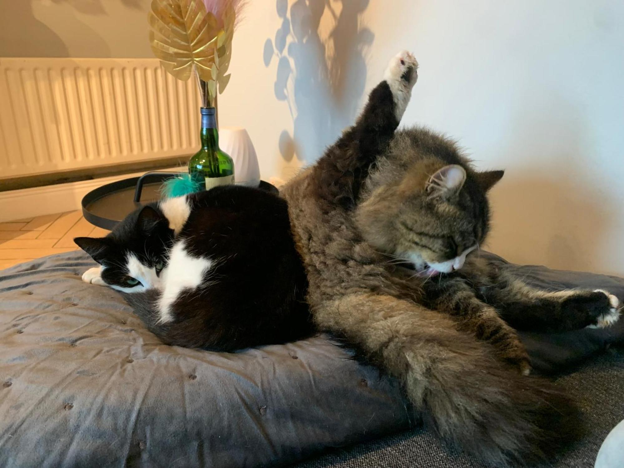 Wake Up With 2 Cats On Your Face Dublino Esterno foto